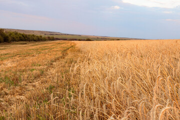 grain harvest, ripe ears of corn in a field, wheat or rye harvest, mechanized harvesting, agriculture and farming background