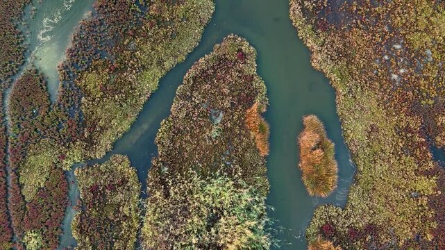 A top down drone view of a river snaking through a marsh filled with colorful autumn foliage a beautiful and intricate natural pattern ideal for a background video