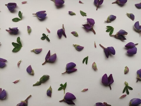  Purple lupine flowers on a white background. Floral pattern, composition.