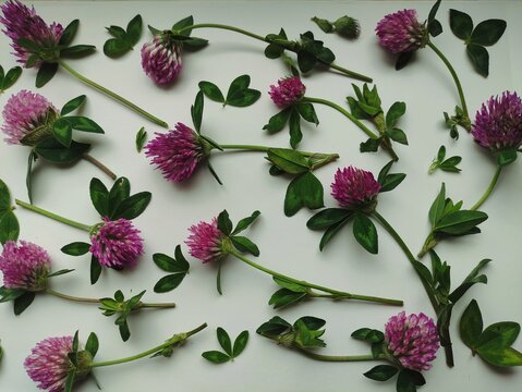 Floral pattern with red clover on white background. Floral bright fresh composition, background, texture.