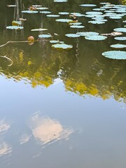 nature, park, pond, landscape, summer, greenery