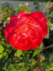 red rose in garden
