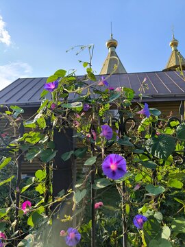 temple, christian temple, golden domes, church in russia, belgorod