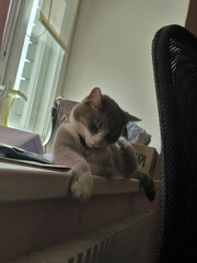 gray cat, gray cat, cat poses, alice's story, cat poses, cat sleeping, cat playing, paws