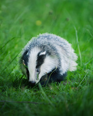 Badger Cub