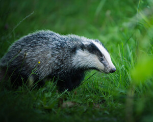 Badger Cub