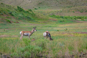 Pronghorn Antelope in Wyoming Wilderness