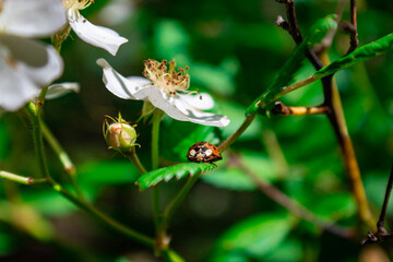 Ladybugs and Wildflowers