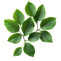 Green Leaves of Blueberry Isolated on Transparent Background, Natural Green Blueberry Leaves Clipart, Botanical Blueberry Leaves Isolated
