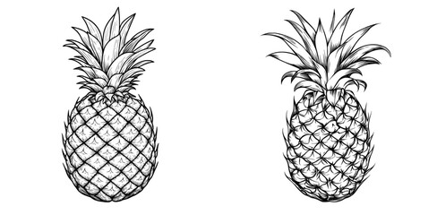 The modern and exotic pineapple, also known as ananas, is illustrated as a tropical fruit with leaves, often enjoyed as a summer snack