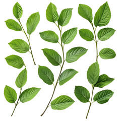 Green Leaves of Blueberry Isolated on Transparent Background, Natural Green Blueberry Leaves Clipart, Botanical Blueberry Leaves Isolated