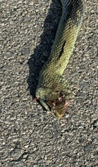 Dead snake run over on a road