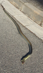 Dead snake run over on a road