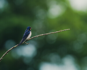 Barn Swallow
