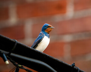 Barn Swallow
