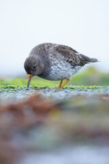 Purple sandpiper, calidris maritima, shorebird foraging between rocks