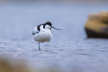 Pied Avocet Recurvirostra avosetta wader bird
