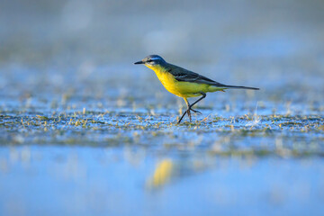 Closeup of a male western yellow wagtail bird Motacilla flava foraging in water