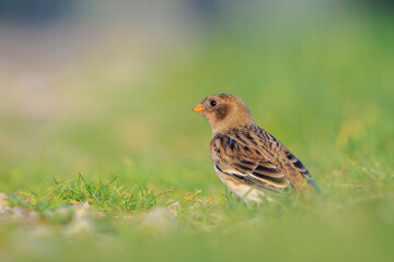 snow bunting female bird, Plectrophenax nivalis, foraging in grass