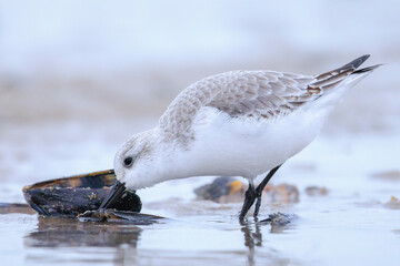 Sanderling, calidris alba, sandpiper bird foraging on a beach