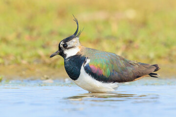 Northern lapwing, Vanellus vanellus, wading bird in a meadow