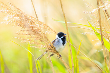 Singing common reed bunting, Emberiza schoeniclus, bird in the reeds on a windy day