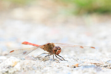 Southern darter, Sympetrum meridionale, male dragonfly resting