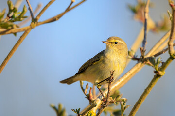Common chiffchaff bird Phylloscopus collybita