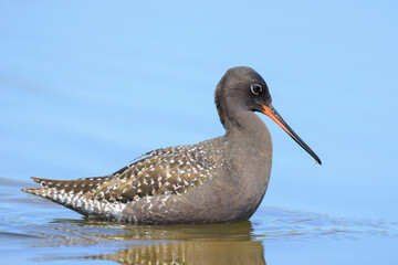Spotted redshank, tringa erythropus, foraging in shallow water