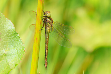 Green-eyed hawker Aeshna isoceles perched