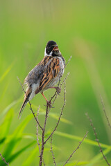 Singing common reed bunting, Emberiza schoeniclus, bird in the reeds on a windy day