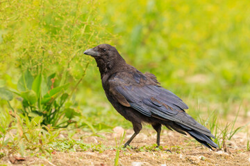 Closeup of a carrion crow Corvus corone black bird foraging
