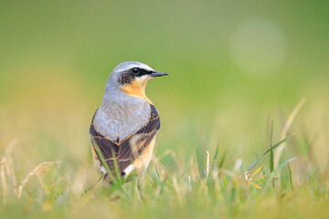 Northern wheatear male bird, Oenanthe oenanthe, foraging in grass