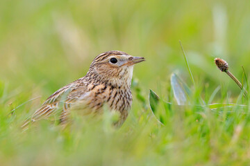 Eurasian skylark bird Alauda arvensis bird in a meadow