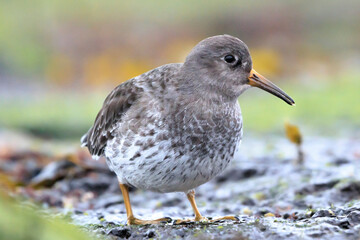 Fototapeta premium Purple sandpiper, calidris maritima, shorebird foraging between rocks