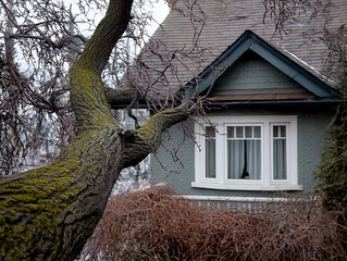 Unique cottage with gray walls and detailed window framed by a mossy tree branch on a cloudy day in a quiet neighborhood
