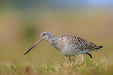 Bar-tailed Godwit, Limosa lapponica, foraging in a green meadow