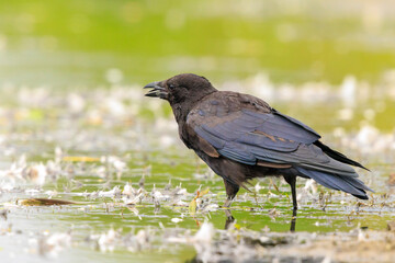 Closeup of a carrion crow Corvus corone black bird foraging