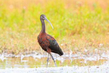 Glossy ibis, Plegadis falcinellus, wader bird in breeding plumage