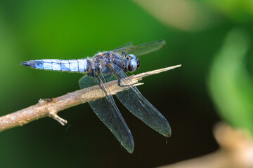 Scarce chaser blue colored male, Libellula fulva, resting on vegetation