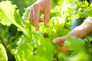 Mature woman picking nail which eating salad leaves in the vegetables garden