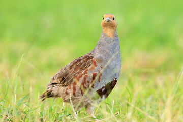 Grey partridge Perdix perdix, foraging