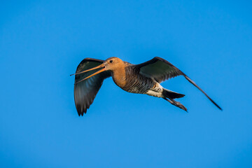 Black-tailed godwit Limosa Limosa in flight