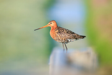 Black-tailed godwit Limosa Limosa perched on a pole
