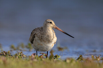 Bar-tailed Godwit, Limosa lapponica, foraging in a green meadow