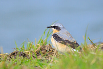 Northern wheatear bird male, Oenanthe oenanthe, foraging in a field of grass