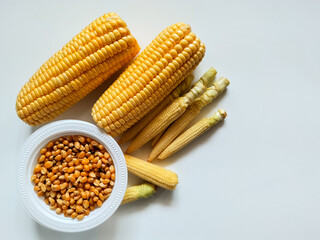 Corn displayed on a white surface includes mature yellow corn cobs, smaller baby corn, and a white bowl filled with dried corn kernels.