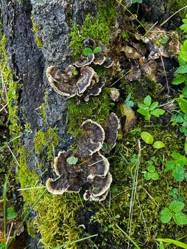 Tremetia trichophora, saprophytes - multicolored trametes - on tree bark with moss
