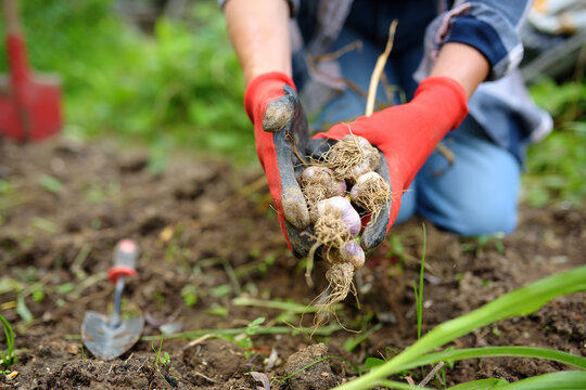 A female farmer collects fresh harvest of garlic on vegetable garden bed in autumn