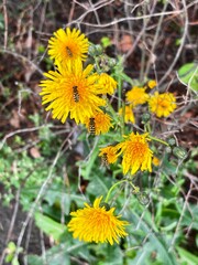 Yellow dandelion heads—plants of the Asteraceae family—with flies buzzing around them